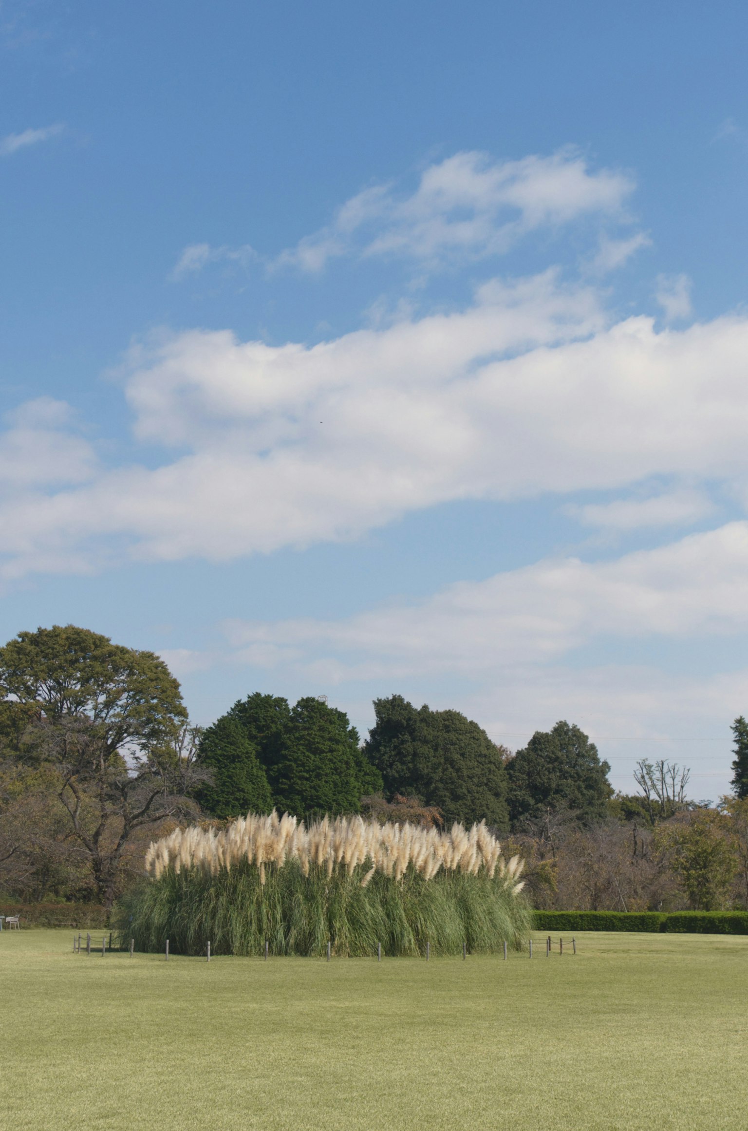 青空の下に広がる草原と高い草の群生