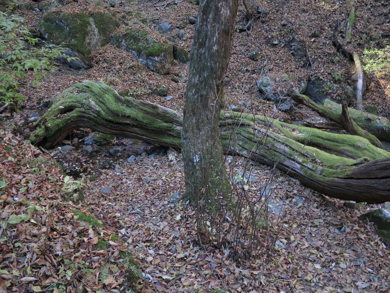 Árbol caído cubierto de musgo rodeado de hojas en un entorno forestal