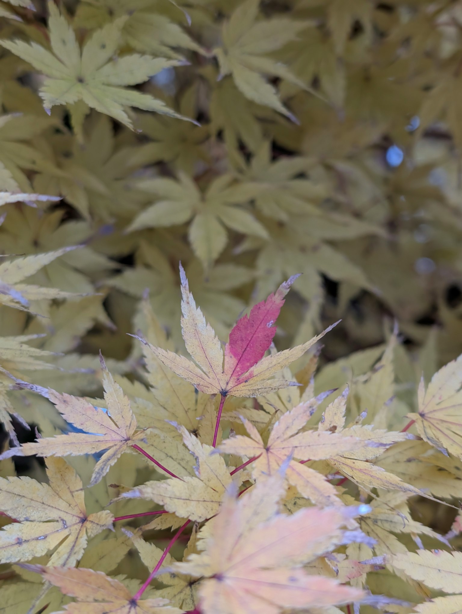 日本枫树叶的特写，黄色叶子中有一片突出的红色叶子