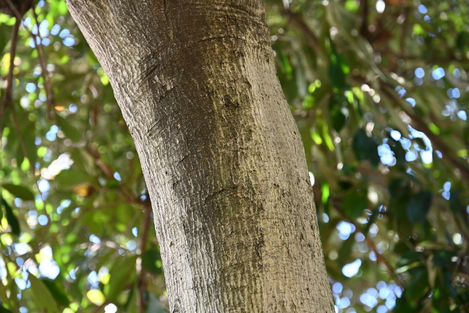 Nahaufnahme eines Baumstamms umgeben von grünen Blättern