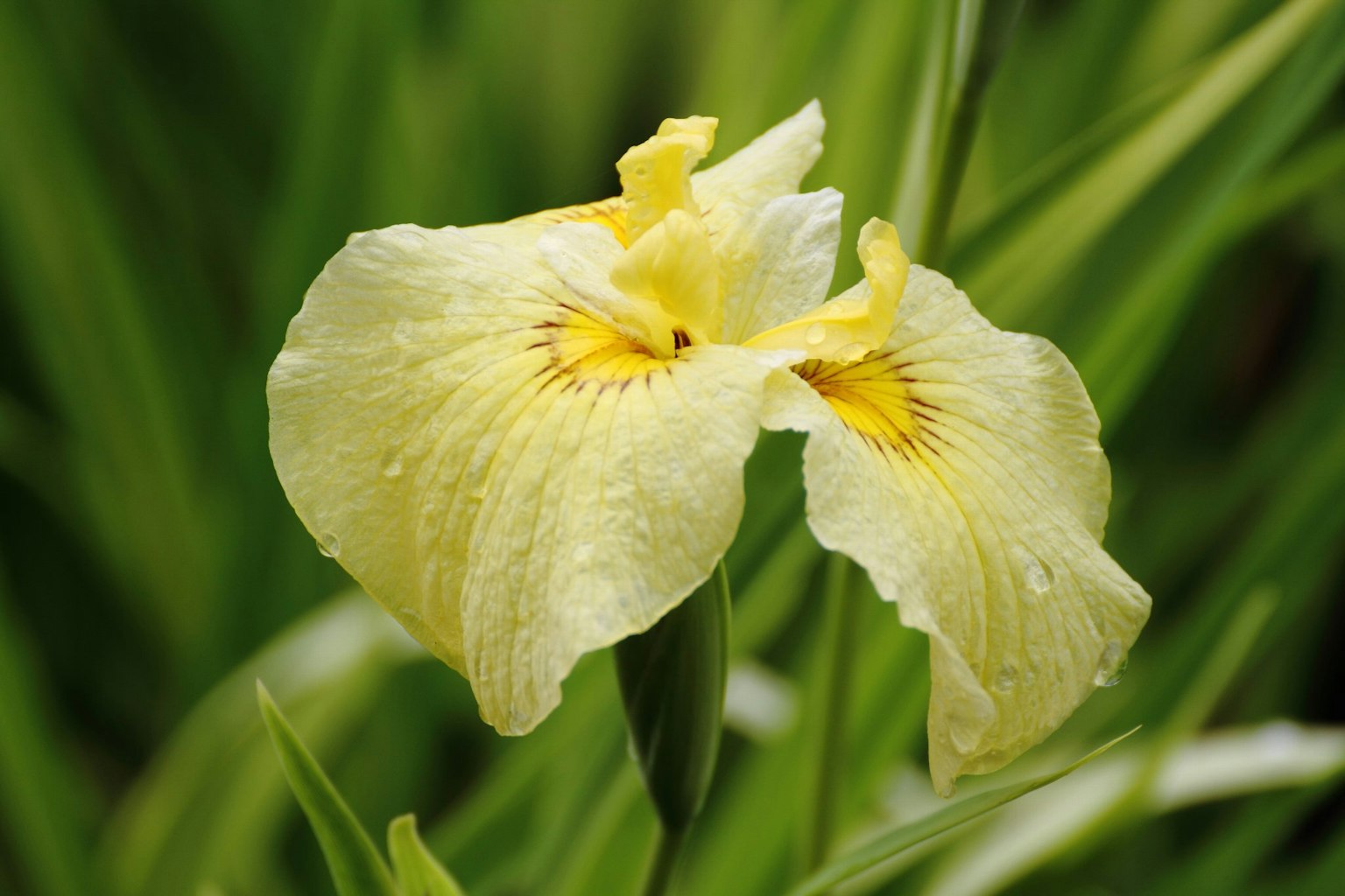 Schöne Irisblume mit gelben Blütenblättern, die zwischen grünen Blättern blüht