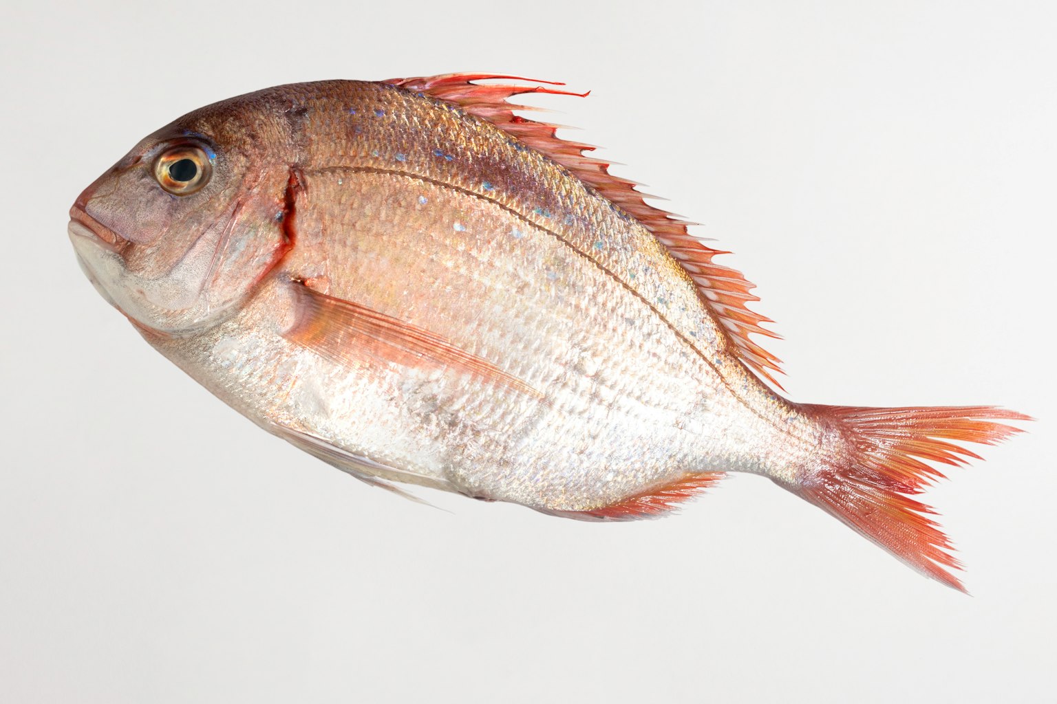 Side view of a vibrant fish showcasing its colors and fins
