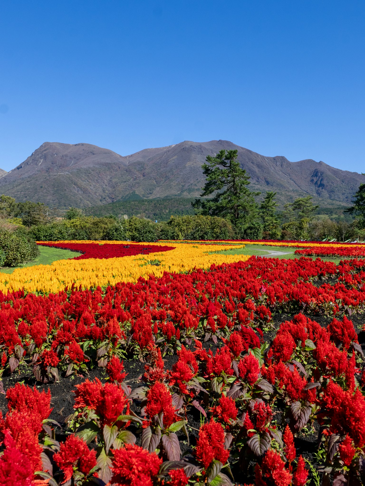 Campi di fiori rossi e gialli vibranti con montagne sullo sfondo