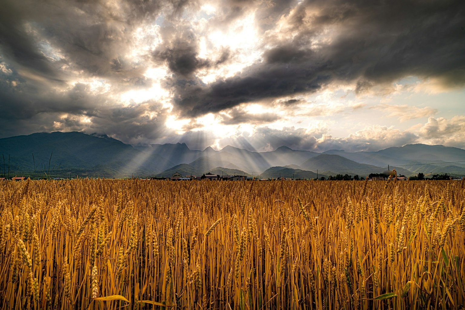 Goldenes Weizenfeld mit Lichtstrahlen, die durch dunkle Wolken brechen