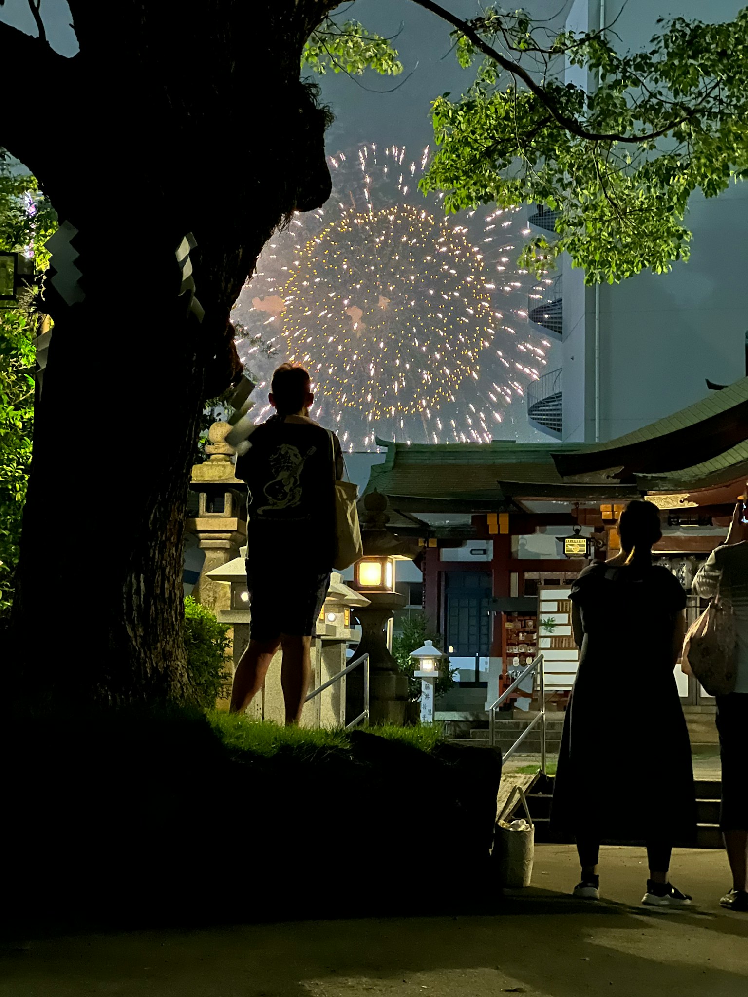 人们在夜晚观看烟花背景是大树和神社