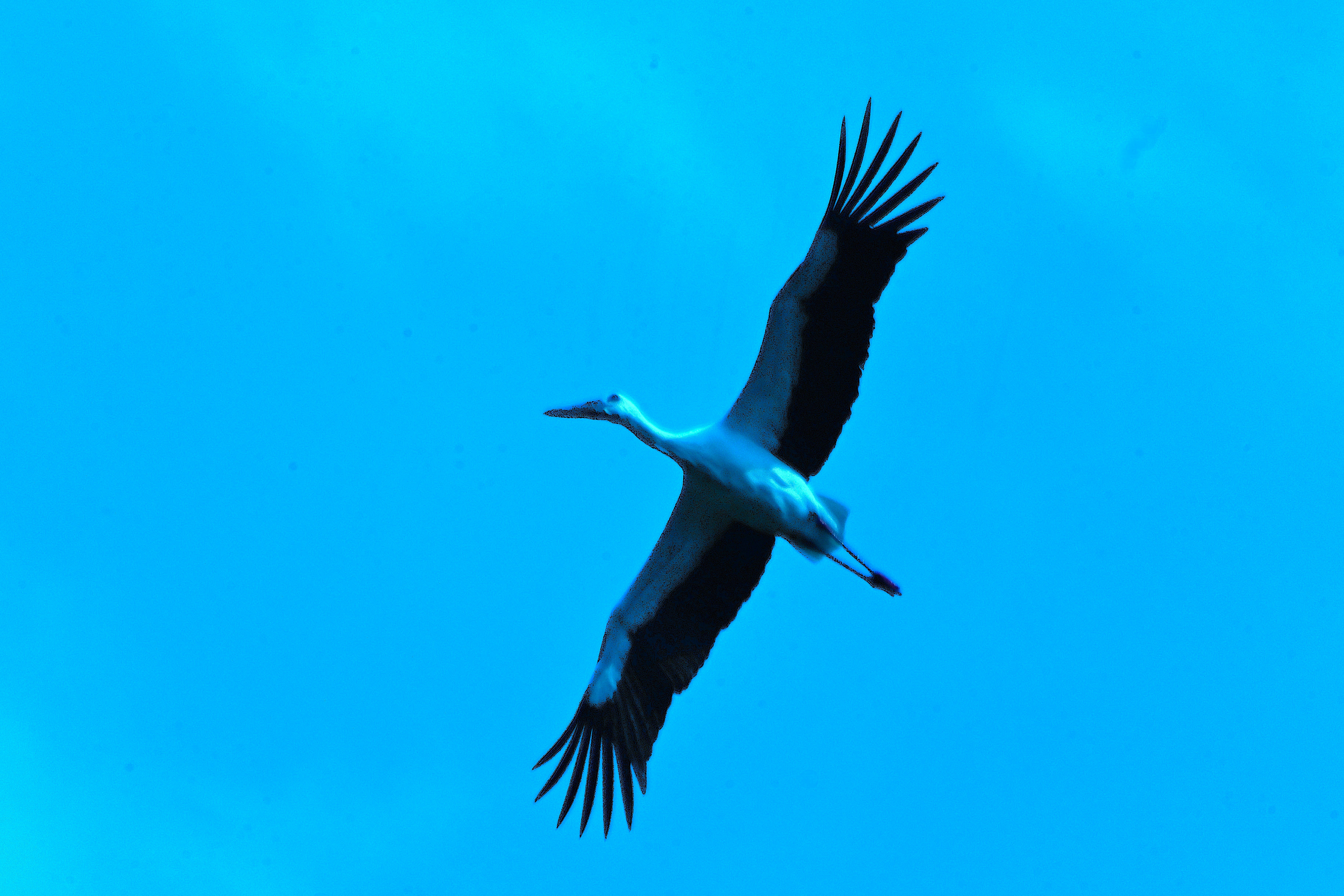 大空を舞うコウノトリの飛翔