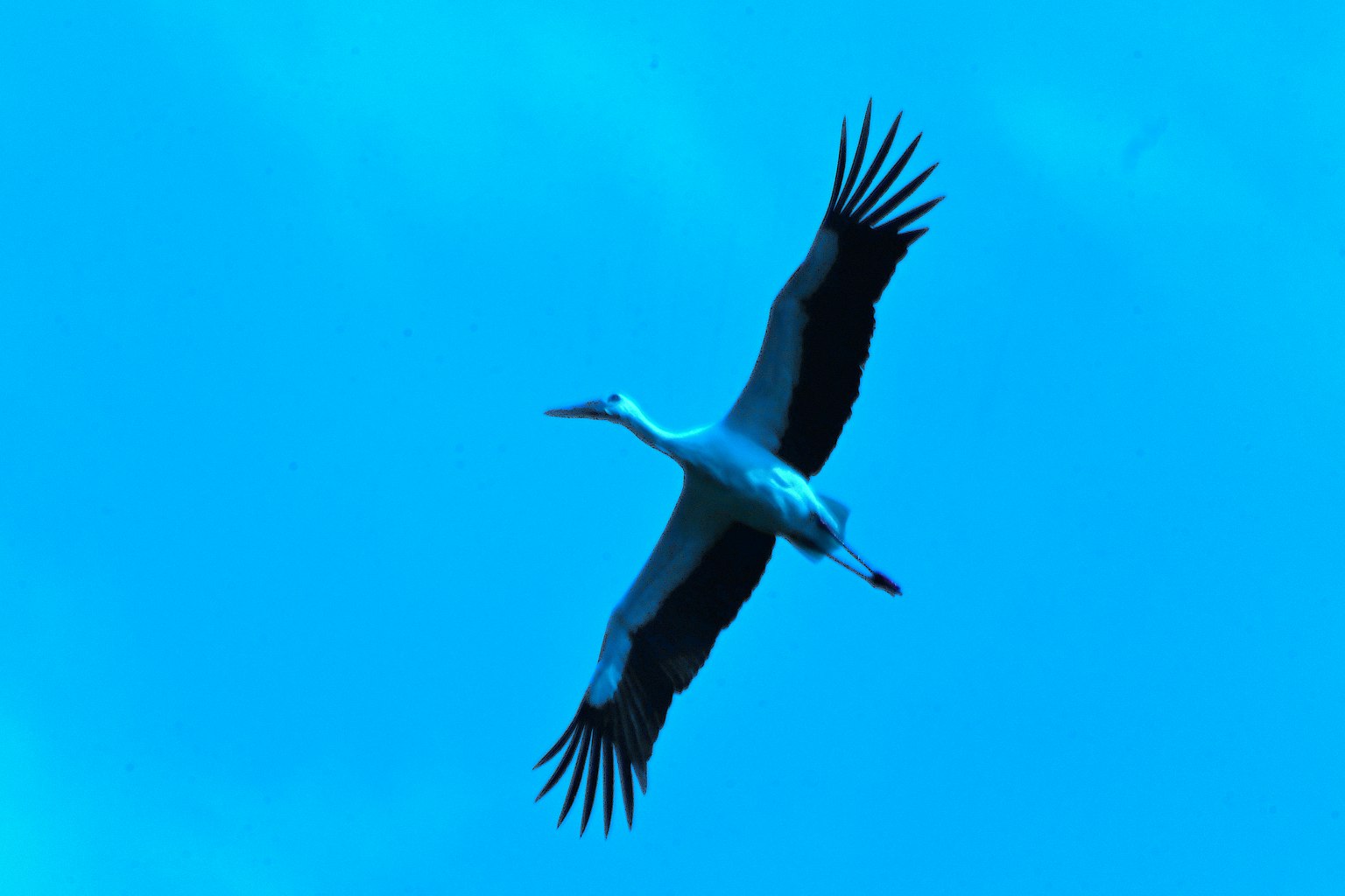 Una grulla volando contra un cielo azul