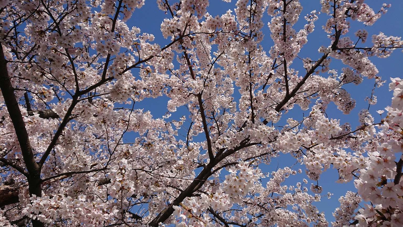 Fiori di ciliegio in piena fioritura contro un cielo blu