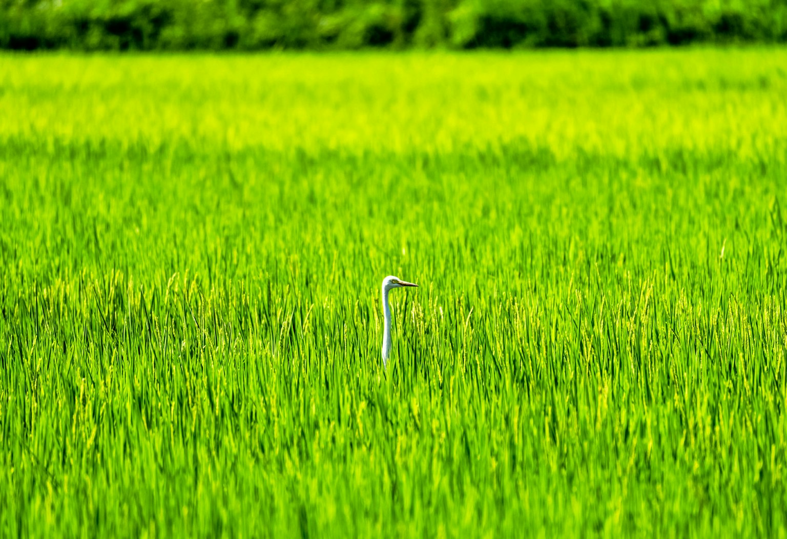 Un airone bianco in piedi in un campo di riso verde