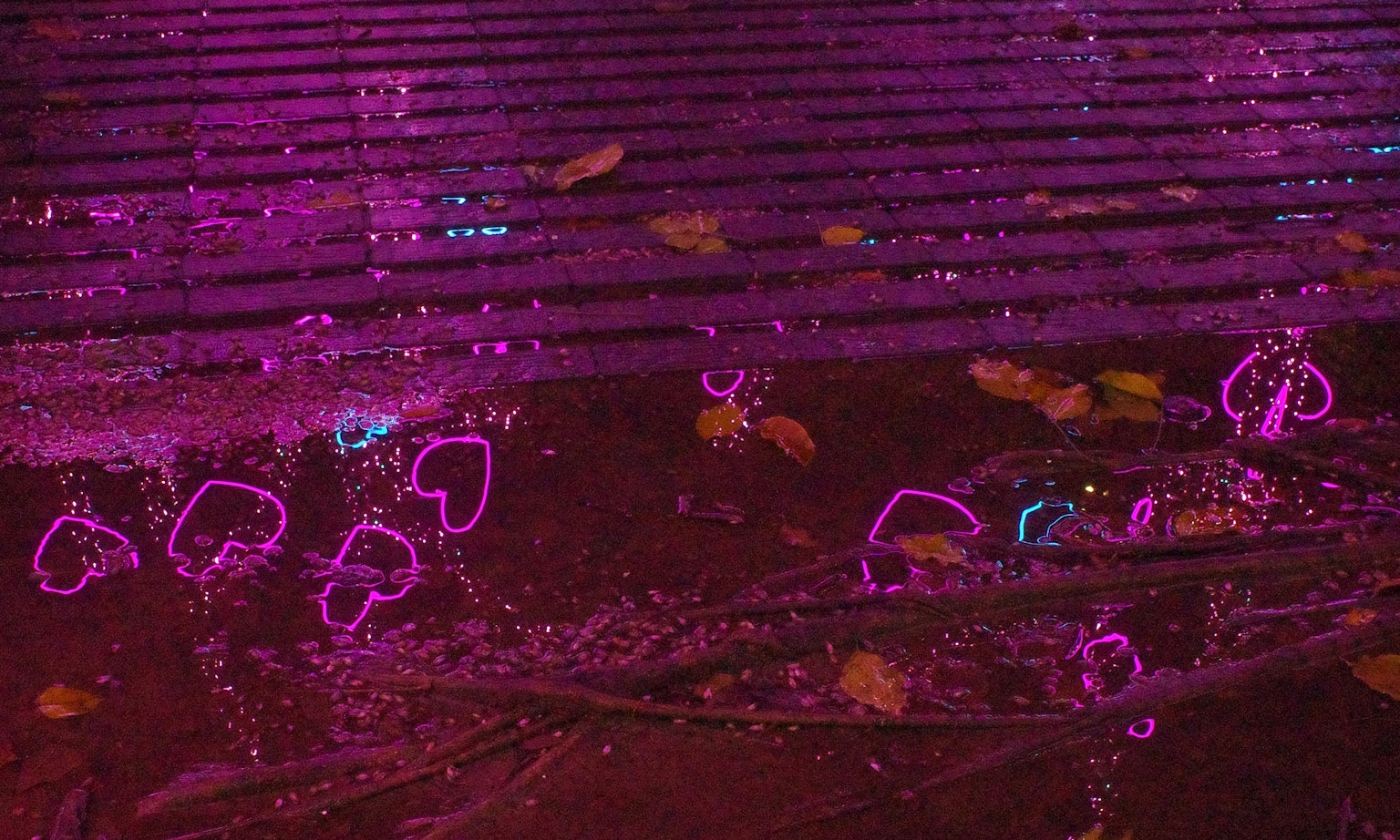 紫色の光が反射する水面に落ち葉が浮かぶシーン