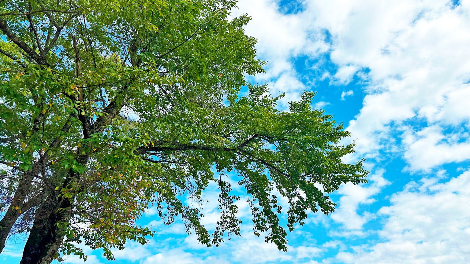Cabang pohon dengan daun hijau di bawah langit biru