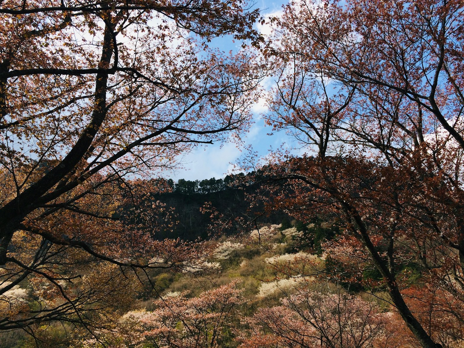 Cherry blossom trees blooming under a blue sky with a mountain backdrop