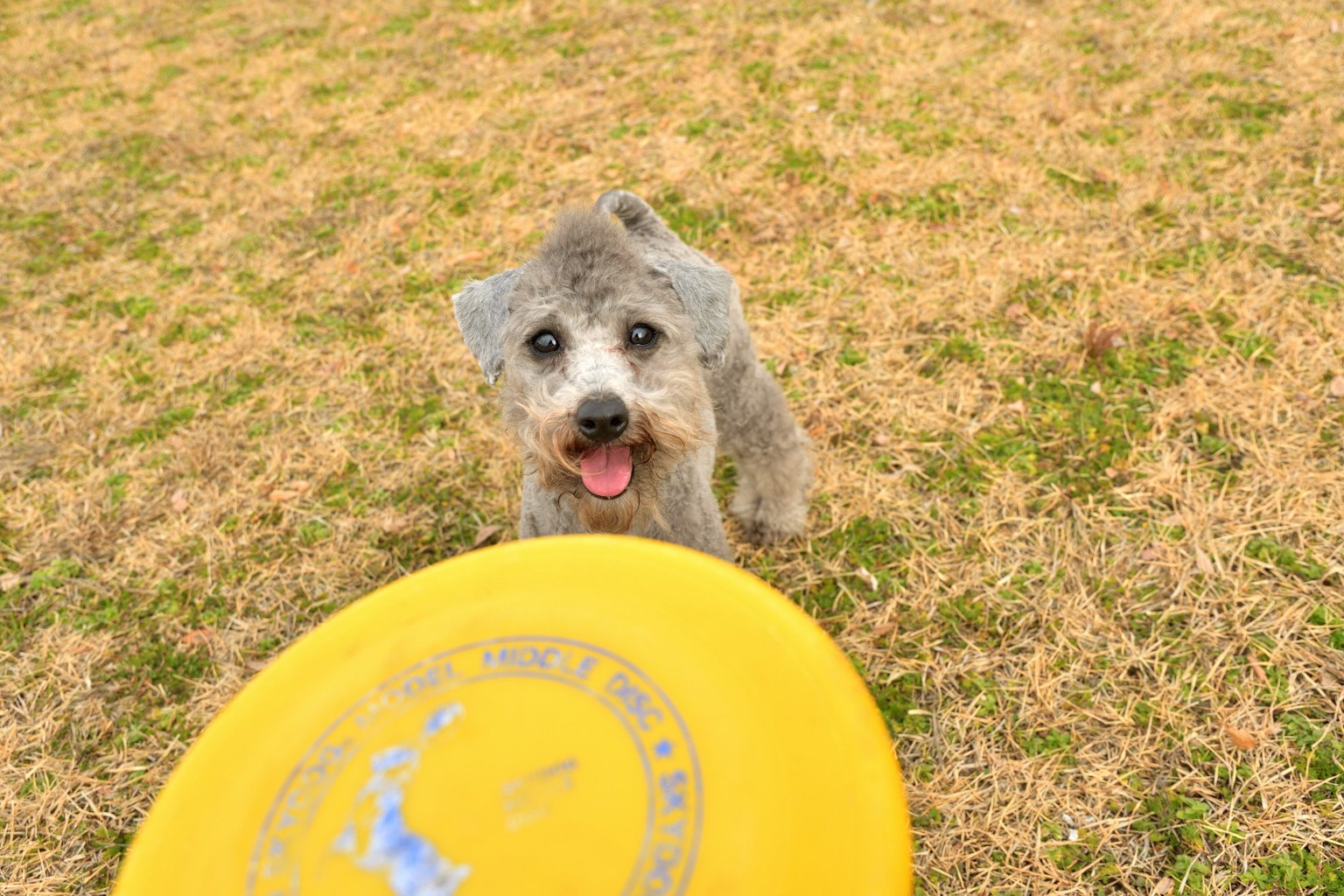 Un cane che guarda felicemente un frisbee giallo sull'erba