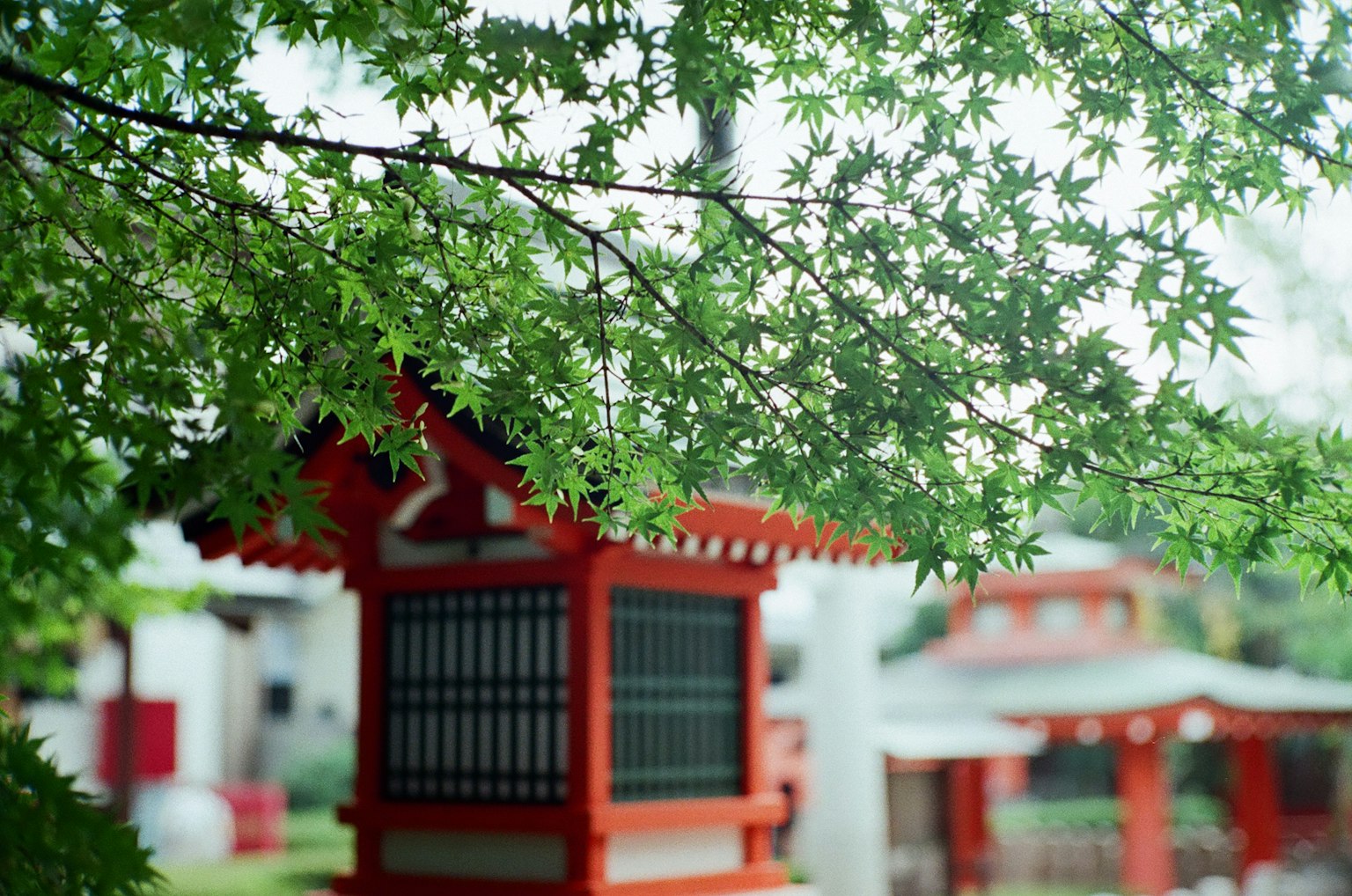 緑の葉の間から見える赤い神社の建物
