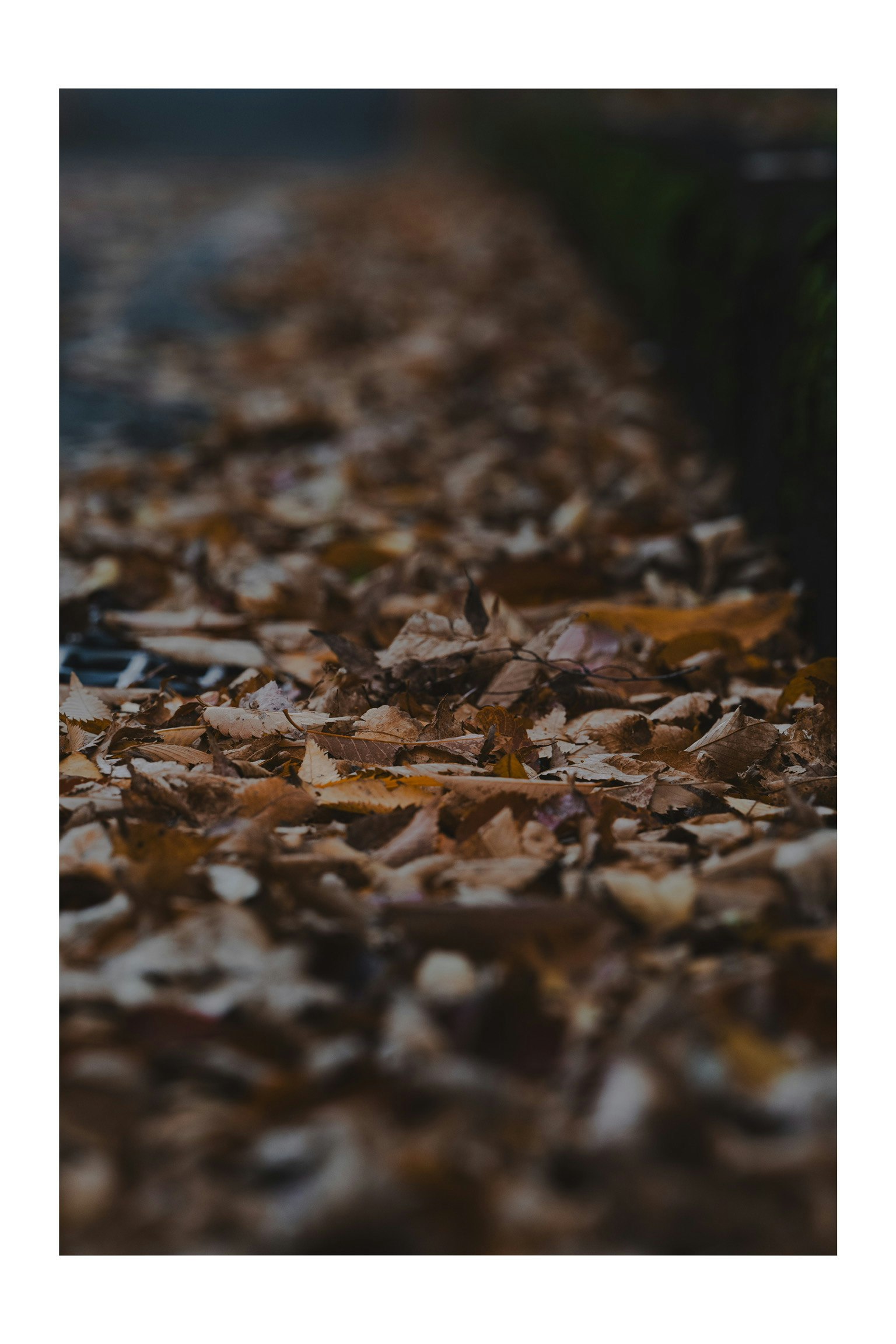 落ち葉が敷き詰められた道の側面の写真