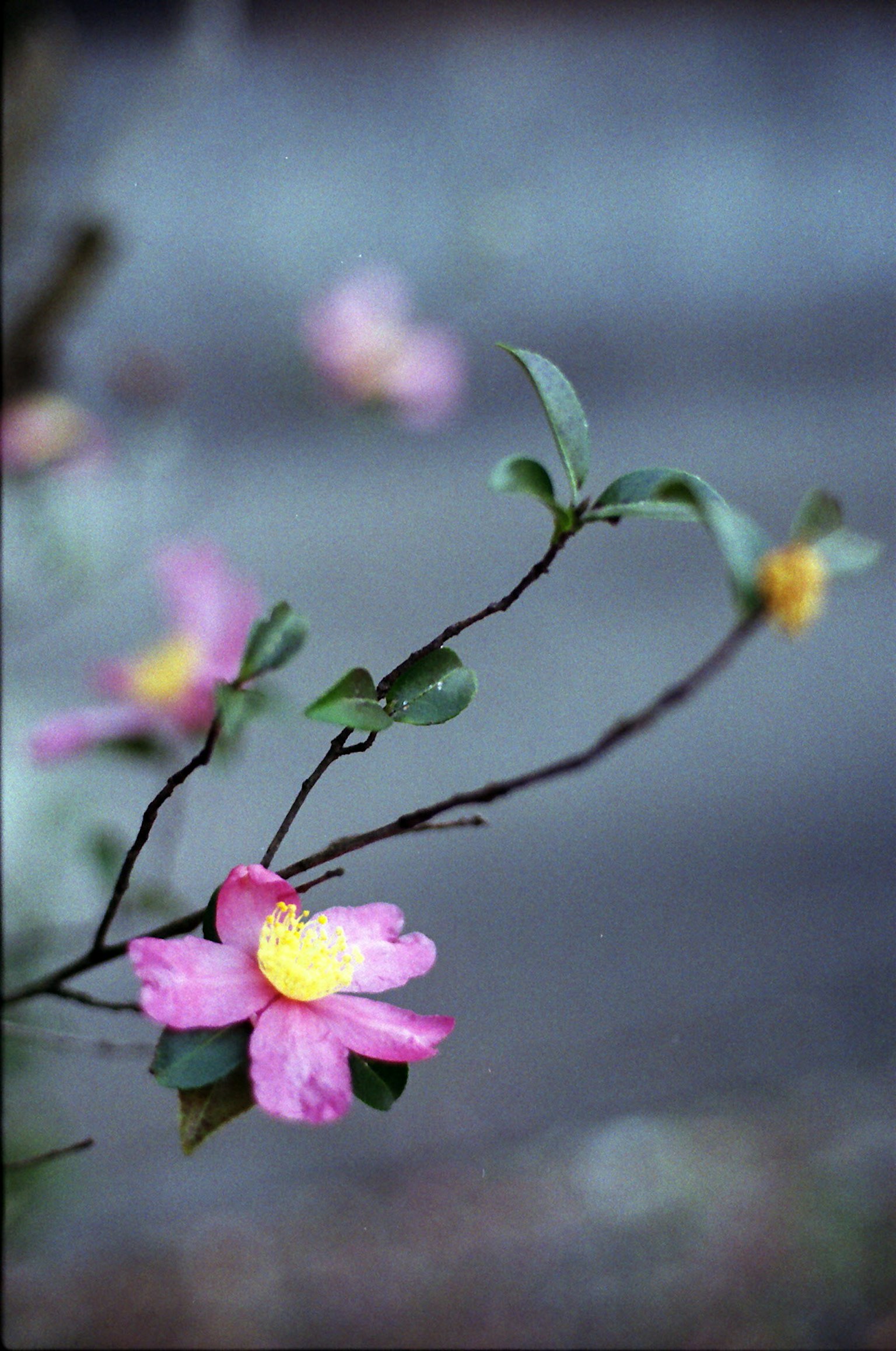 Primo piano di un ramo con fiori rosa e foglie verdi