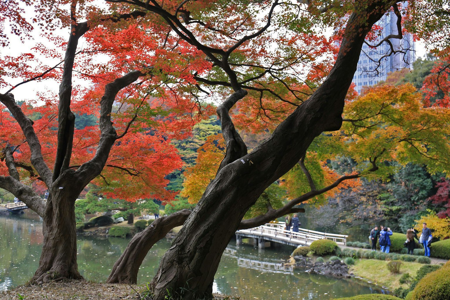 Vue pittoresque d'arbres avec un feuillage d'automne vibrant près d'un étang paisible