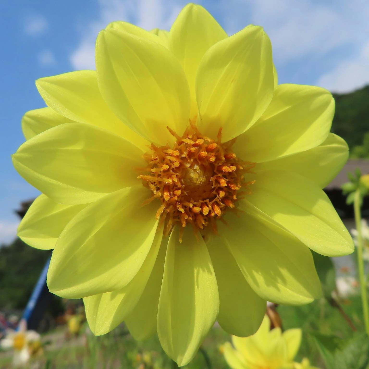 Flor amarilla vibrante floreciendo bajo un cielo azul