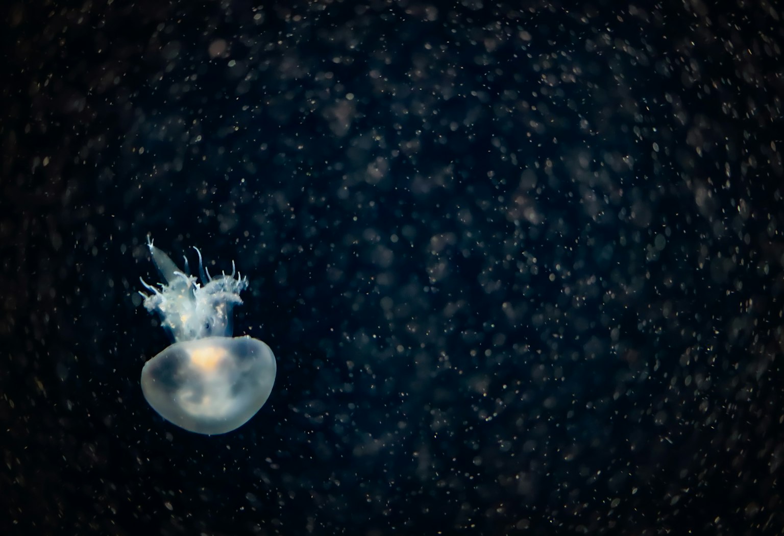 Imagen de una medusa flotando sobre un fondo oscuro con salpicaduras de agua visibles