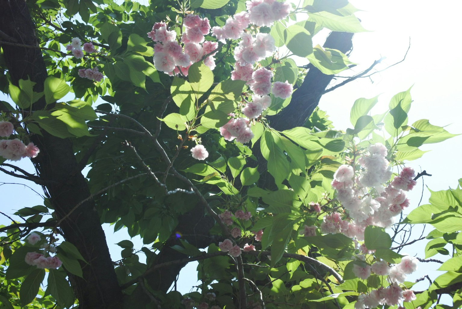 阳光透过树枝上的绿色叶子和粉色花朵