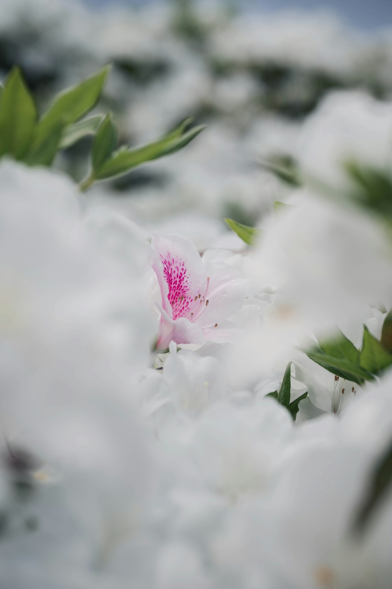 A pink flower hidden among white flowers and green leaves