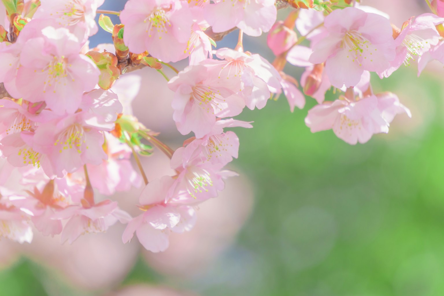 Fleurs de cerisier en fleurs avec des pétales roses doux et un fond vert
