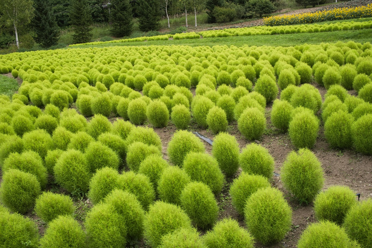 Champ de plantes vertes rondes avec une apparence vibrante