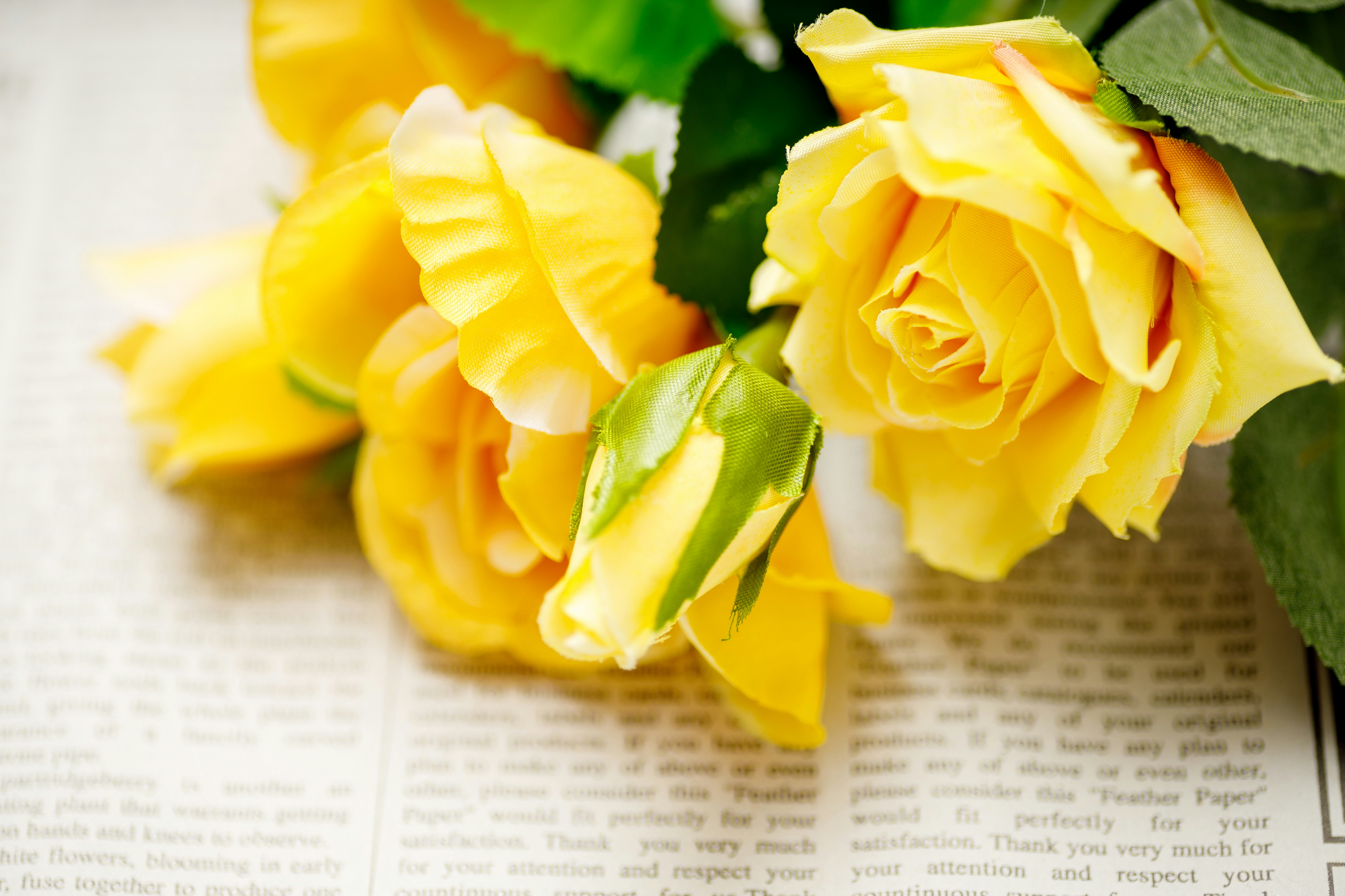 Close-up of yellow roses and petals