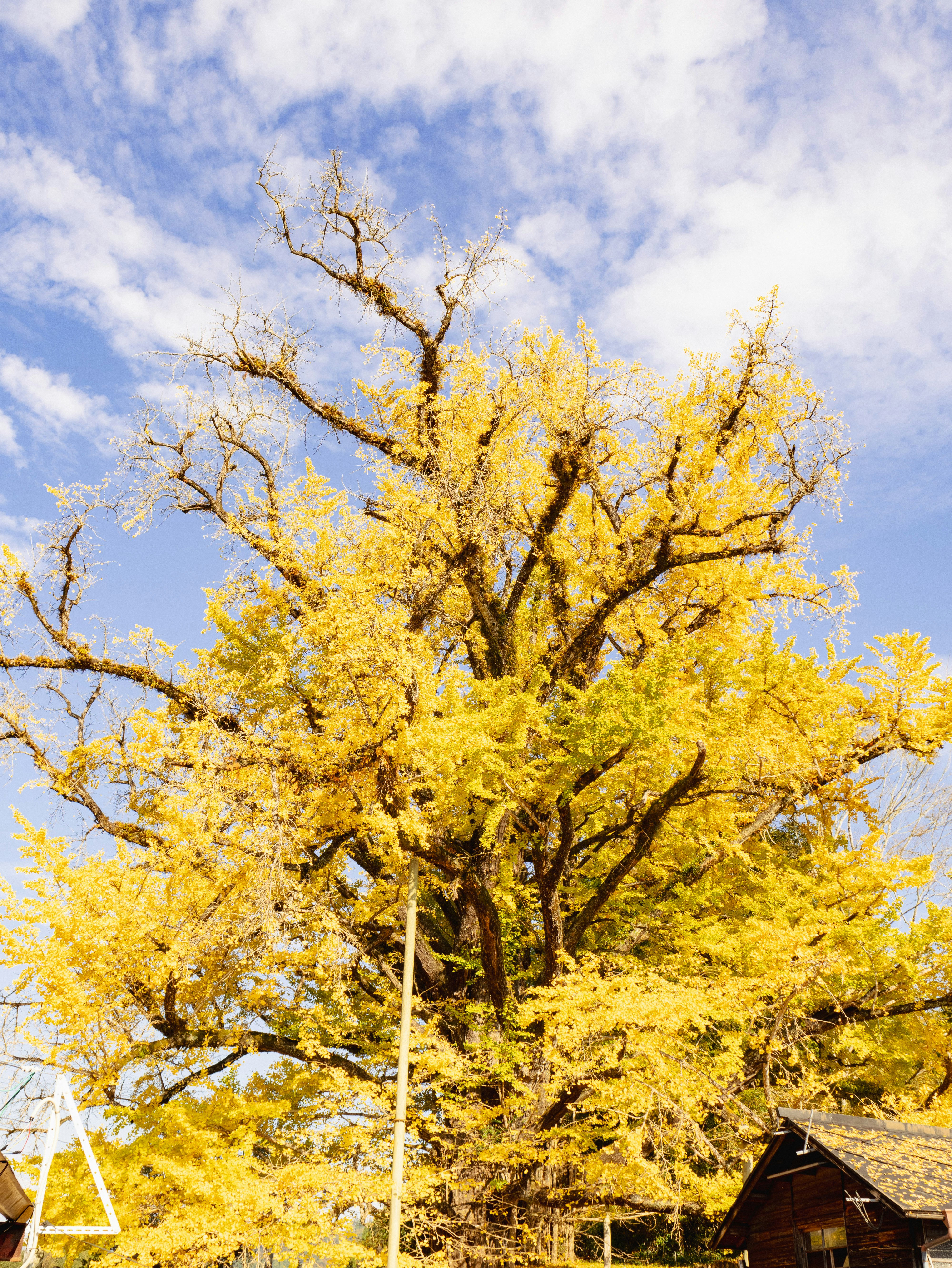 Gelb blühende Bäume und kleine Häuser unter blauem Himmel