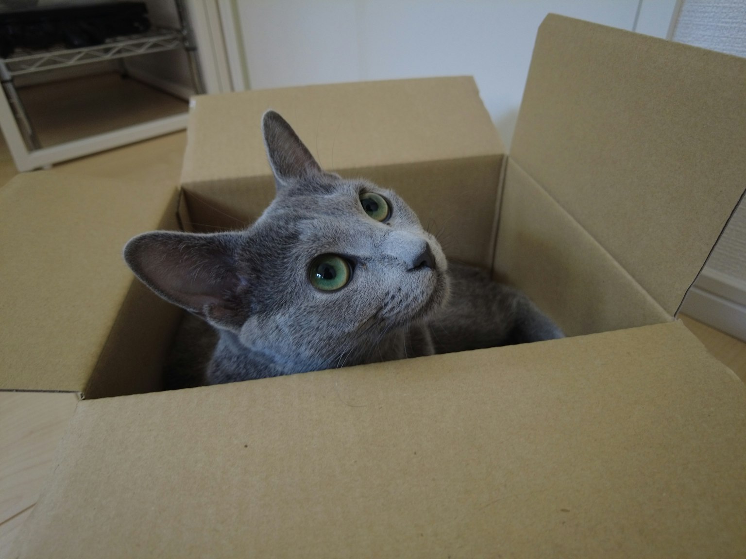 Gray cat sitting inside a cardboard box