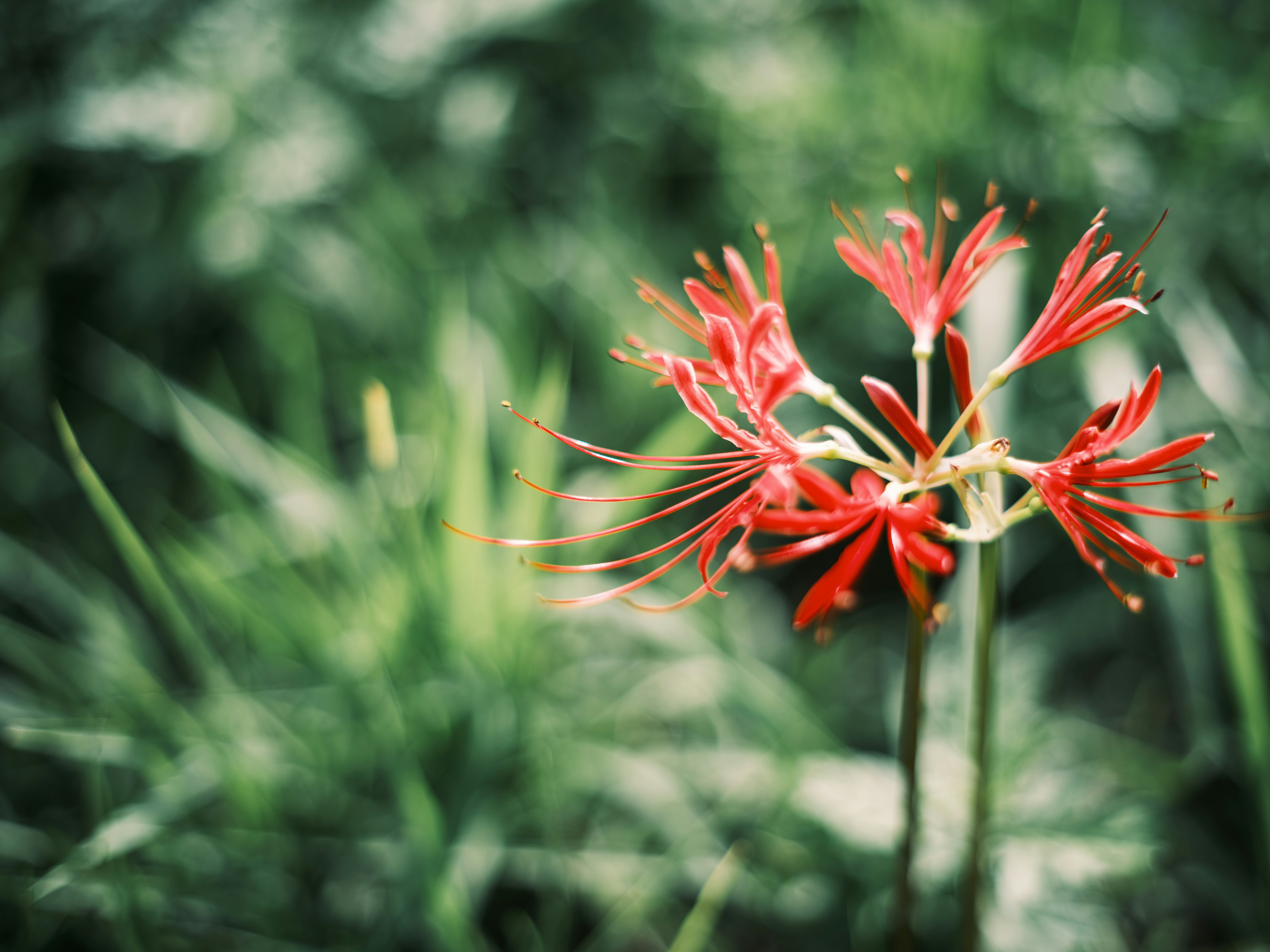赤い彼岸花の花とボケた緑の背景