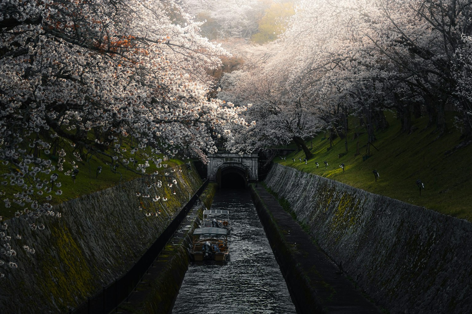 盛開的櫻花樹環繞的小溪風景