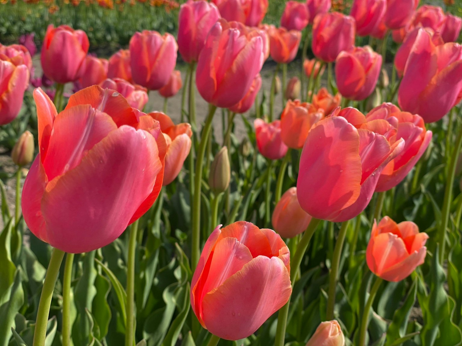 Cánh đồng tulip rực rỡ với hoa hồng và cam