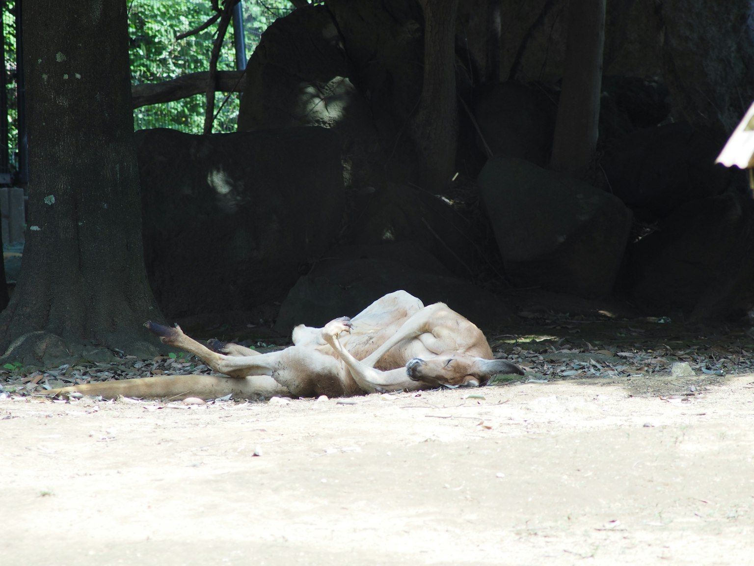 Hai con kangaroo nằm dưới bóng cây