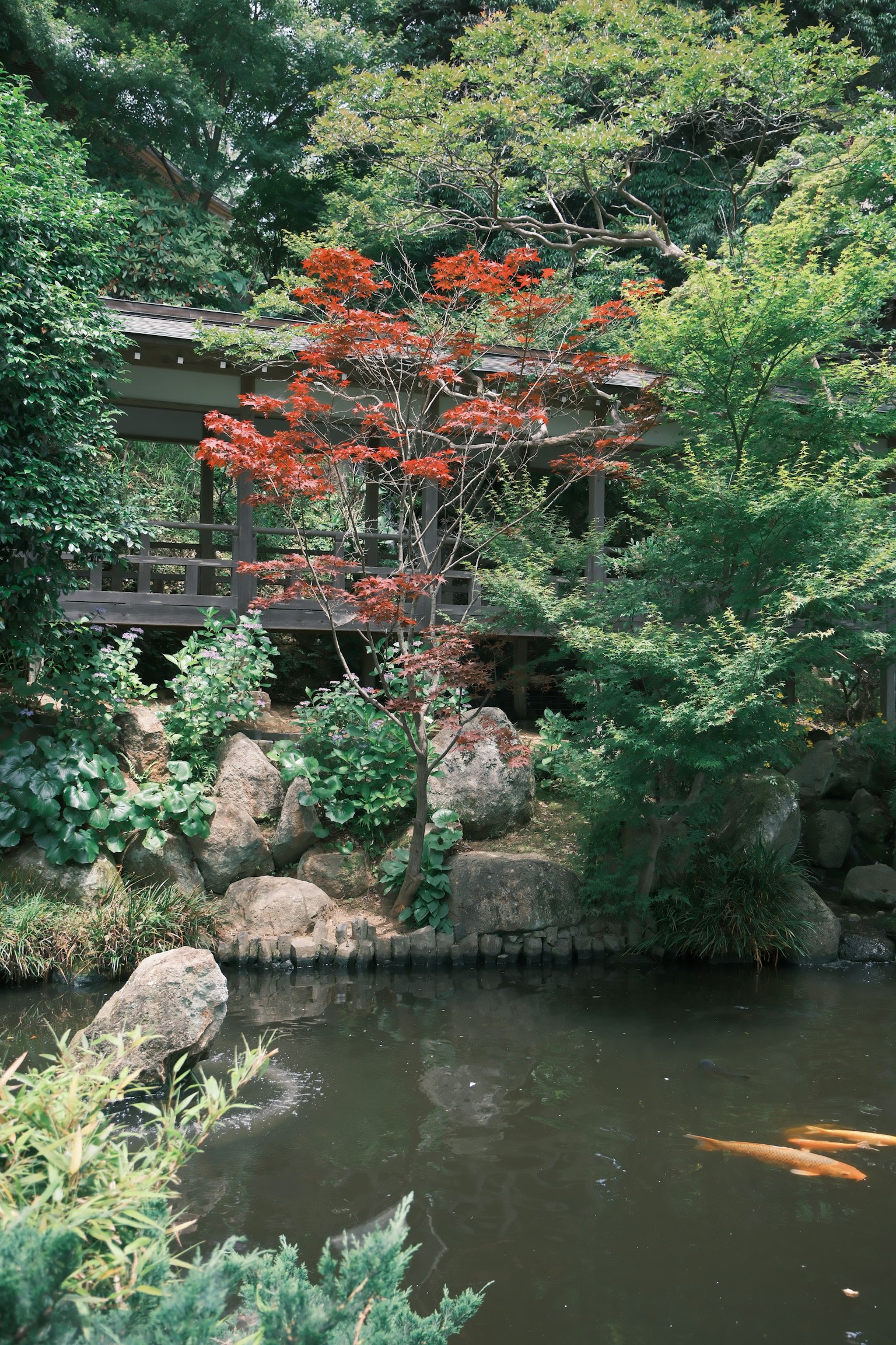 Ruhiger japanischer Garten mit einem Teich und einem Baum mit leuchtend roten Blättern