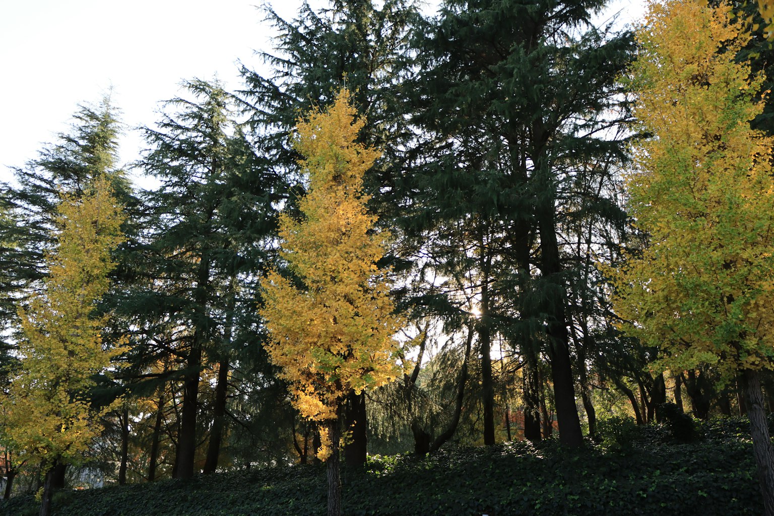 Schöne herbstliche Waldszene Hohe Bäume mit auffälligem goldenem Laub