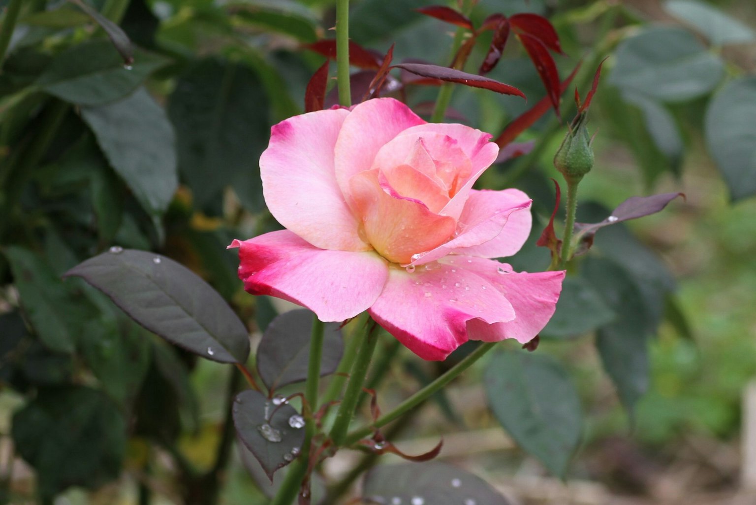 กุหลาบสีชมพูบานอยู่ท่ามกลางใบสีเขียว