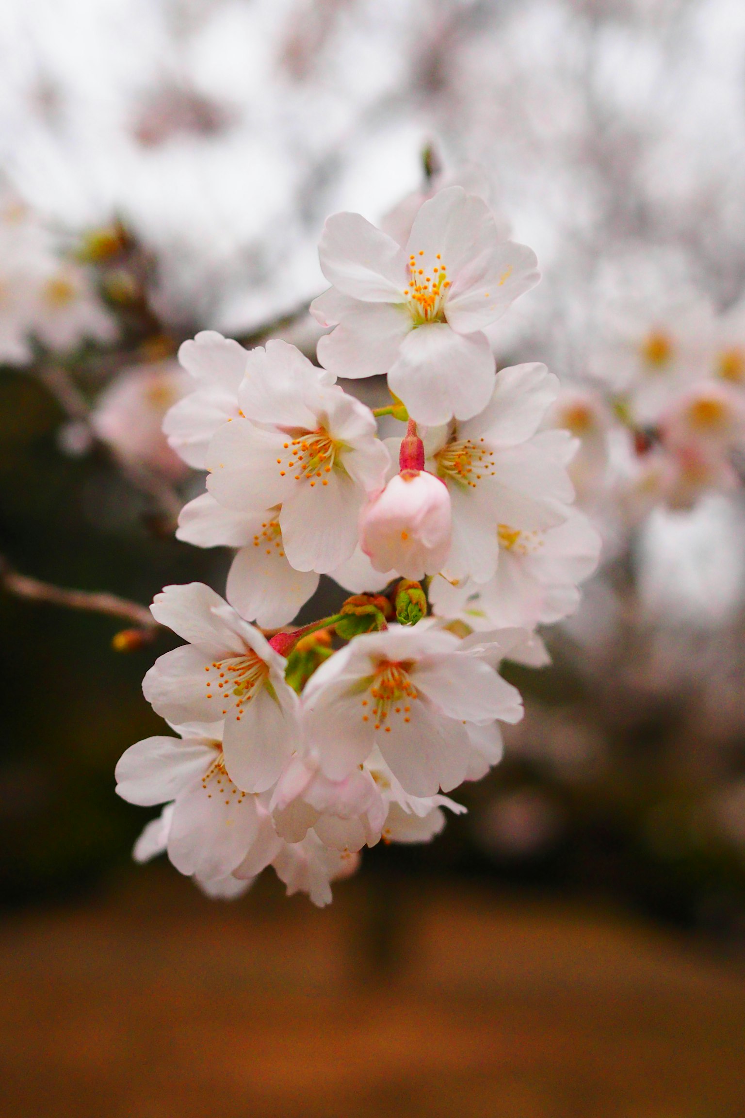 Primo piano di fiori di ciliegio in fiore