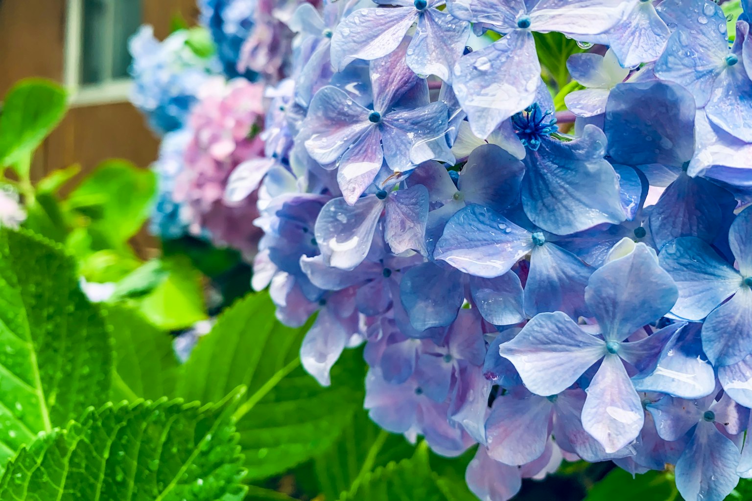 蓝色和紫色的绣球花与绿色叶子