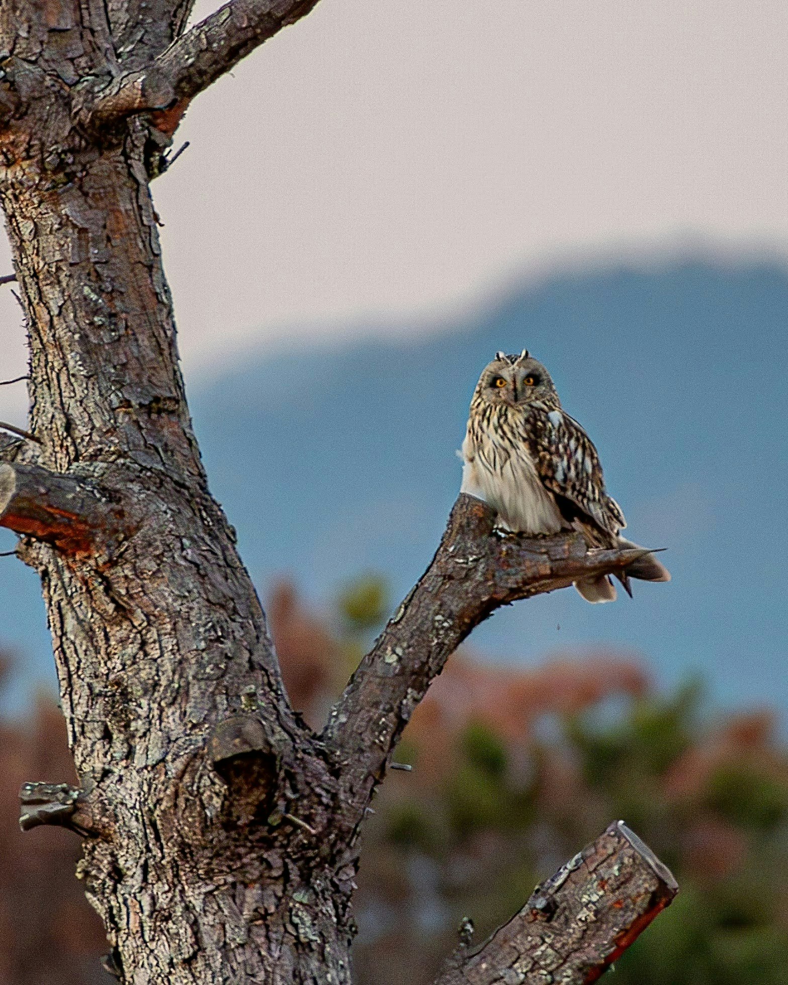 木の枝にとまるコミミズクの野鳥