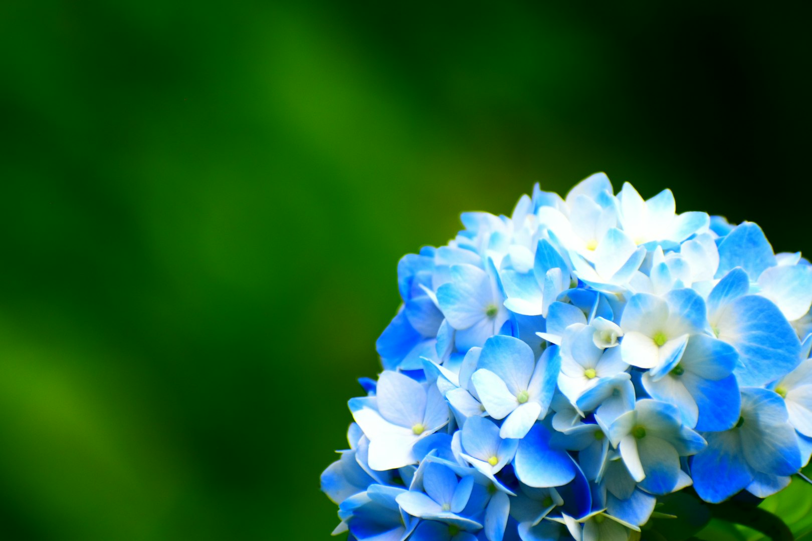 曇天の下で咲く青い紫陽花の花