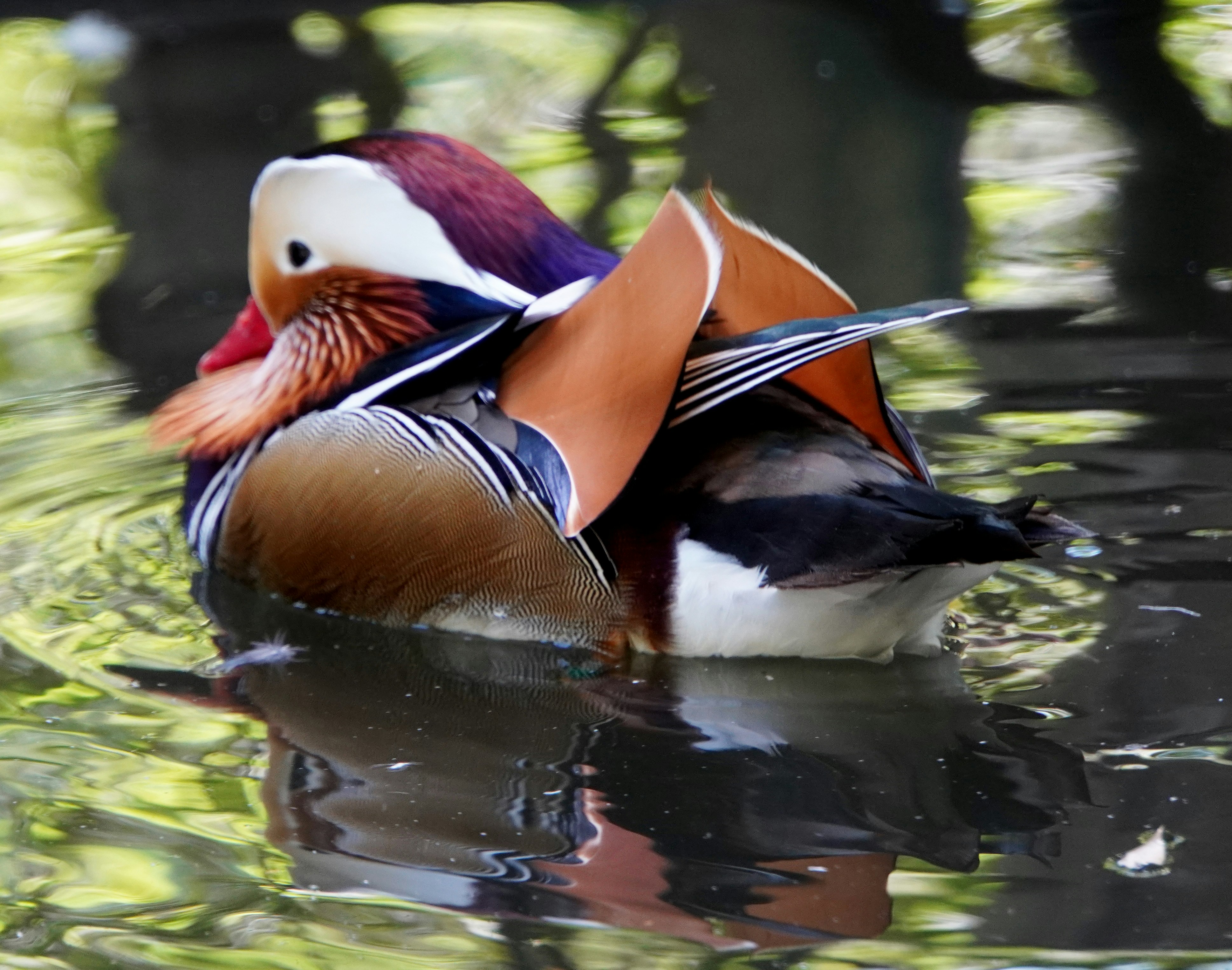 una pareja de patos mandarines flotando en el agua