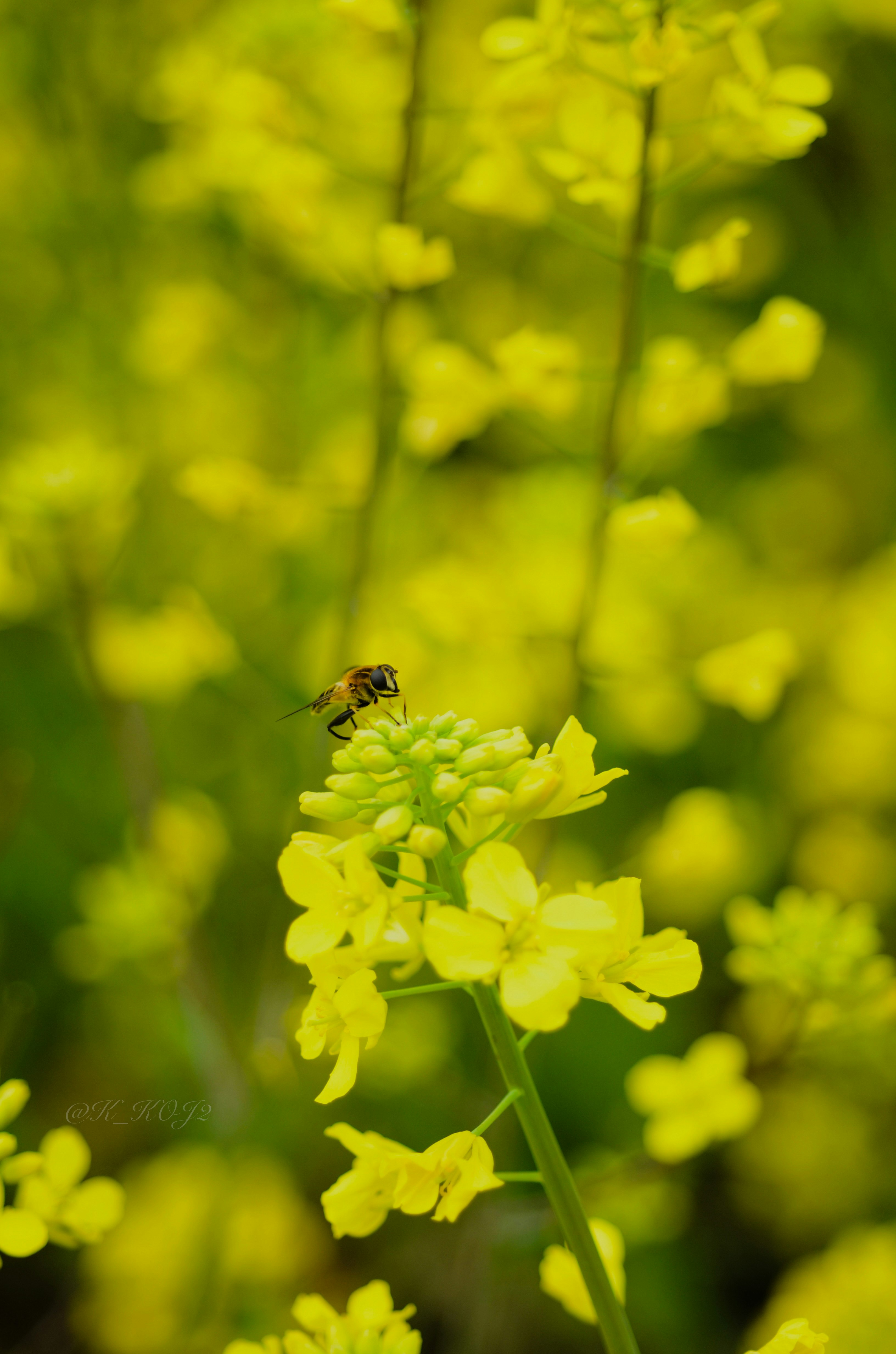 Primer plano de una abeja sobre flores de colza amarillas en primavera