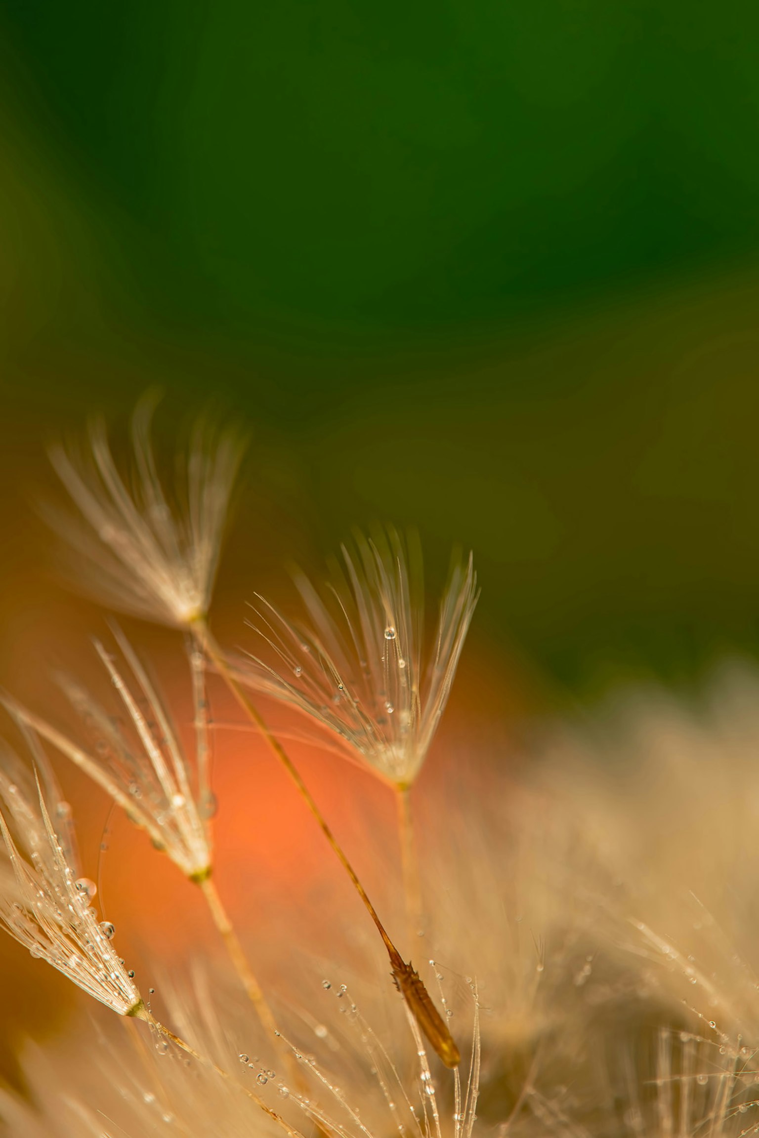 Delicate white seed fluff against a green and orange background