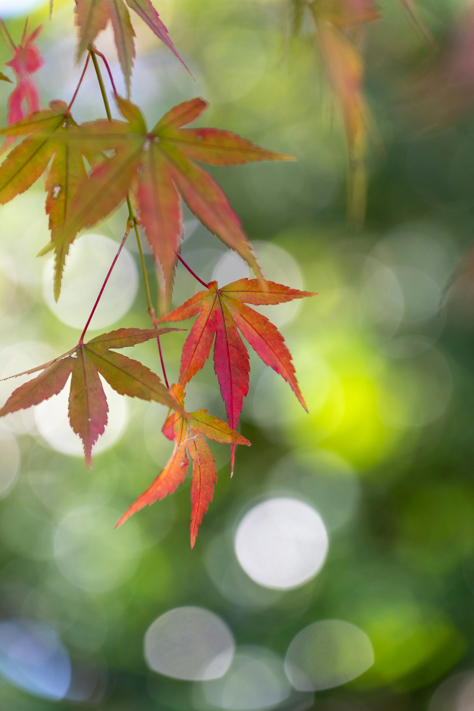 色とりどりの紅葉が背景にぼかしを伴っている