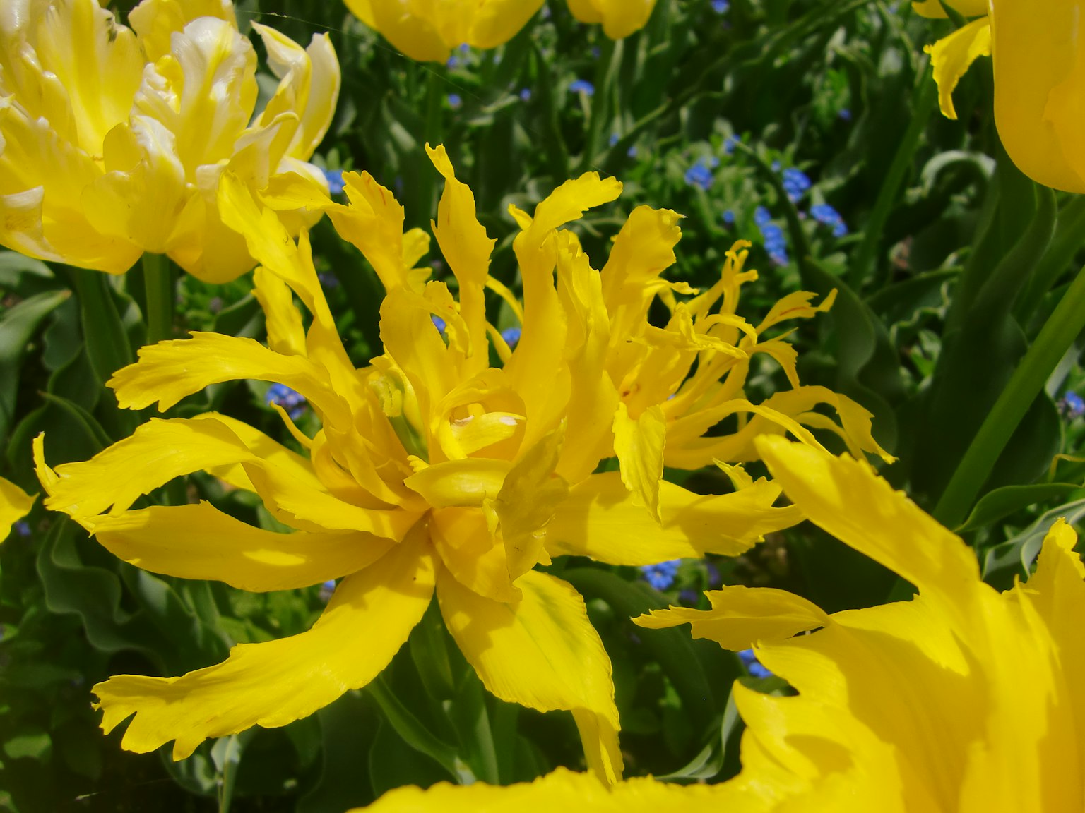 Petali di tulipano giallo vivace che si aprono