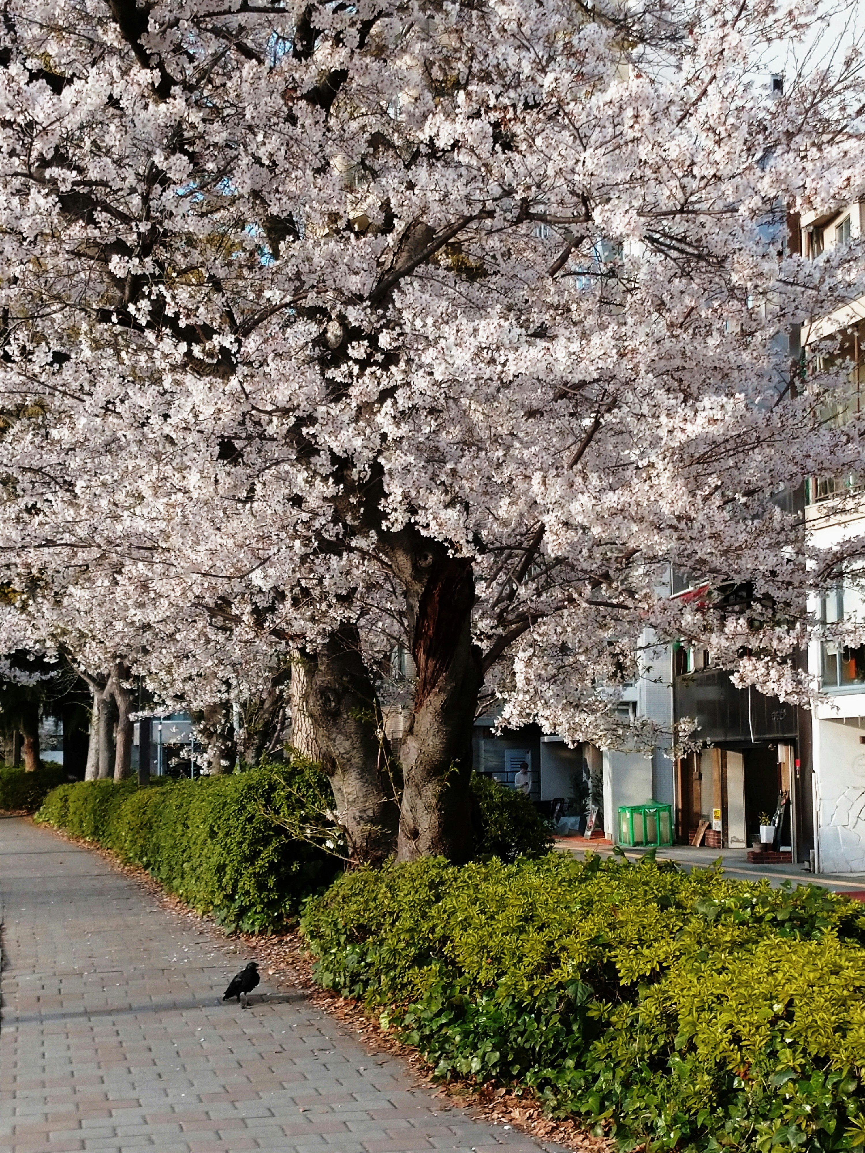 桜並木とカラスがいる路地の風景