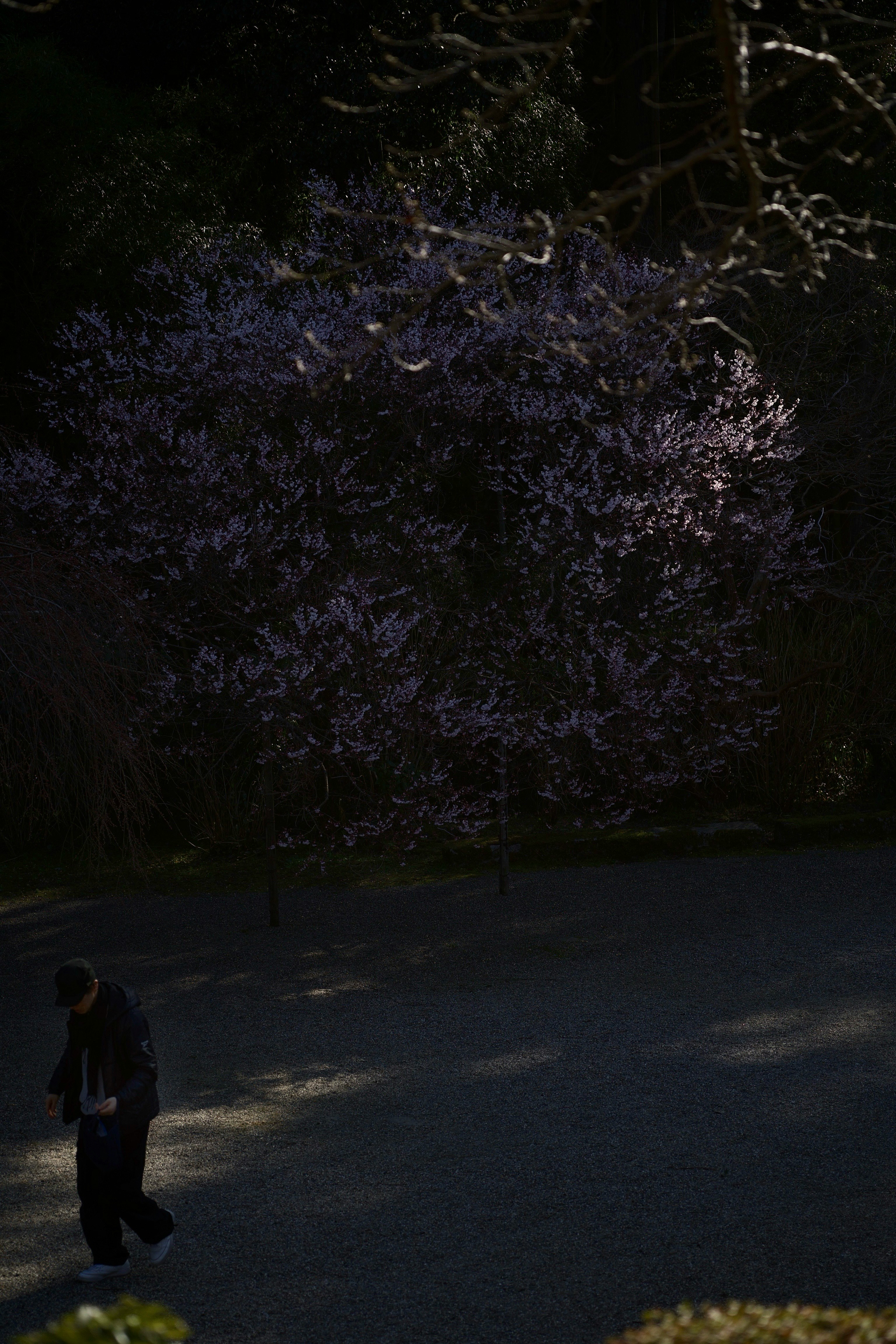 薄暗い公園で桜の木の下を歩く人
