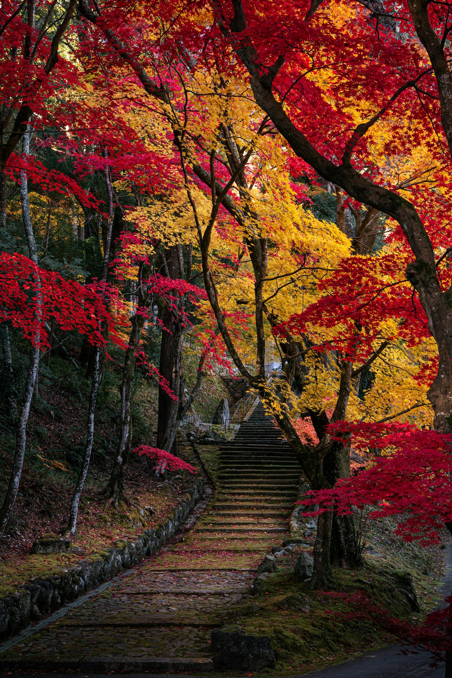 Scenic pathway with vibrant red and yellow autumn leaves