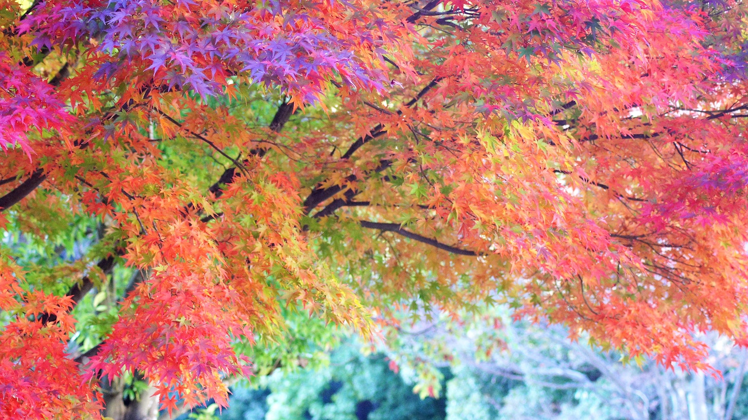 Feuillage d'automne vibrant avec des feuilles colorées en différentes teintes